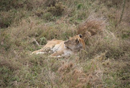 Tansania Familienurlaub - Tansania for family - Löwe im Ngorongoro Krater
