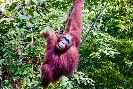 Familienreise Malaysia - Malaysia & Borneo Family & Teens - Orang-Utan in Malaysia