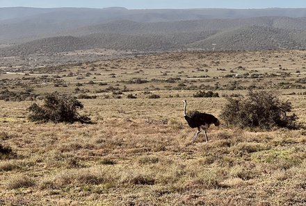 Familienreise Garden Route - Garden Route for family - Addo Elephant Nationalpark - Strauß