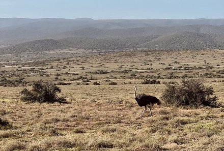 Familienreise Südafrika mit Kindern - Garden Route for family individuell deluxe - Strauß im Addo