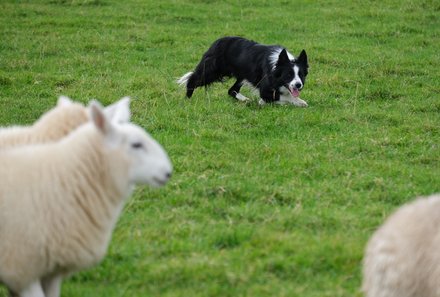 Schottland Familienreise - Schottland mit Kindern - Hund mit Schafen