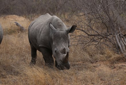 Südafrika Familienreise - Südafrika Family & Teens - Krüger Nashorn