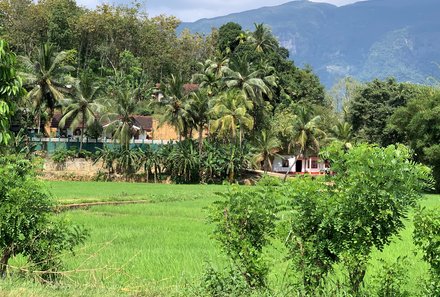 Sri Lanka mit Kindern - Sri Lanka for family - Landschaft Sri Lanka Palmenwald