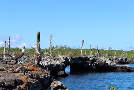 Galapagos mit Kindern - Galapagos Family & Teens - Los Tuneles Umgebung