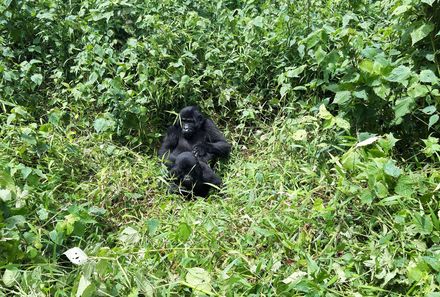 Uganda Individualreise - Uganda for family individuell - Gorilla-Tracking in Uganda