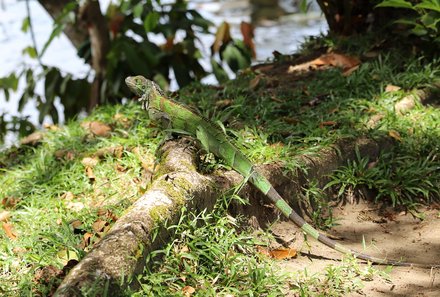 Costa Rica mit Kindern - Costa Rica for family individuell - Reptilien auf der Wiese