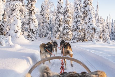 Finnland Familienurlaub - Finnland for family Winter - Huskys ziehen Schlitten