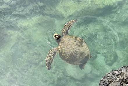 Familienreise Galapagos und Ecuador - Galapagos Family & Teens - Meeresschildkröte