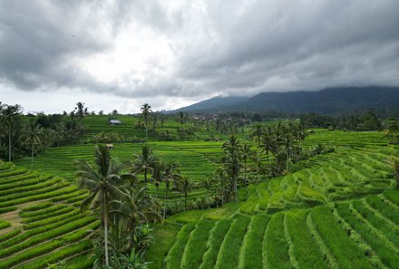 Bali mit Kindern - Bali for family - Jatiluwih Reisterrassen