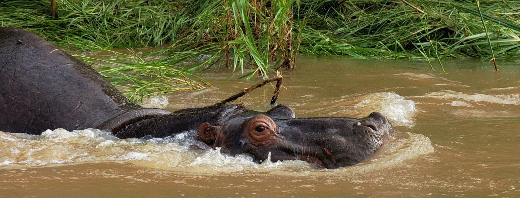 Afrika mit Kindern - Flusspferd