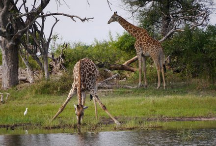 Botswana Familienreise mit Kindern - Botswana Fly-In-Safari individuell - Giraffen