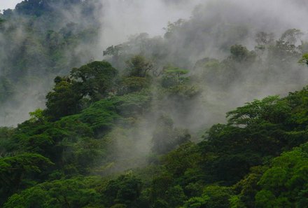 Karibik for family individuell - Tobago - Wanderung im Regenwald