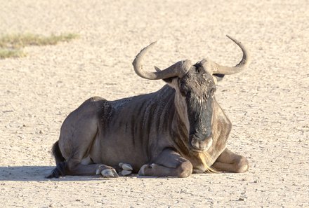 Kenia Familienreise - Kenia for family - Gnu im Amboseli Nationalpark