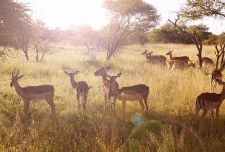 Familienurlaub Südafrika - Südafrika for family individuell - Krüger Nationalpark