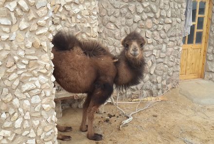 Usbekistan Familienreise - Buchara - Kamel