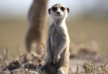 Südafrika Garden Route mit Kindern - Oudtshoorn - Erdmännchen