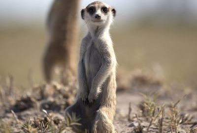 Garden Route mit Kindern Familiensafari - Erdmännchen Südafrika