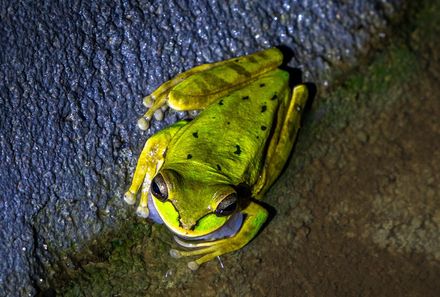 Costa Rica mit Jugendlichen - grüner Frosch