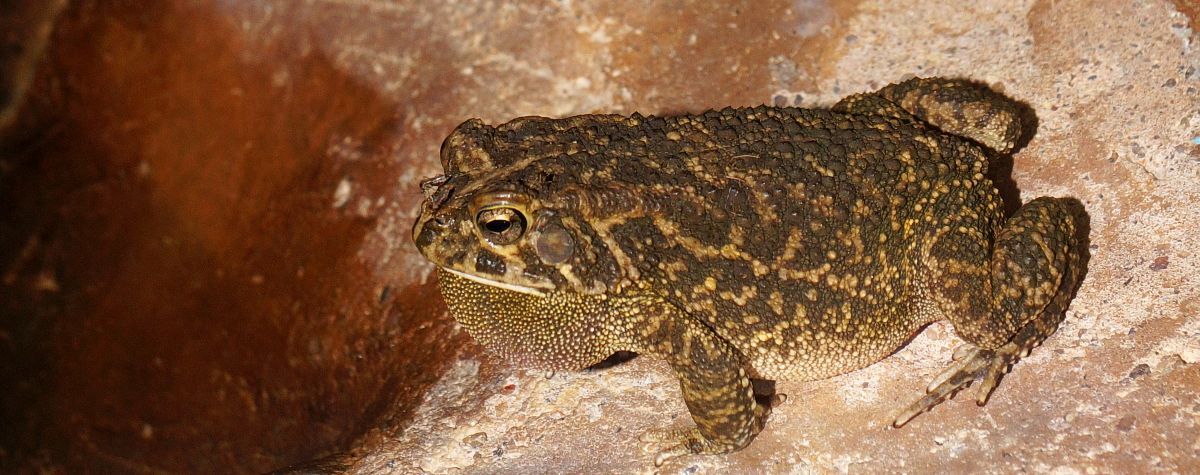 Afrika mit Kindern - Bufo granulosus