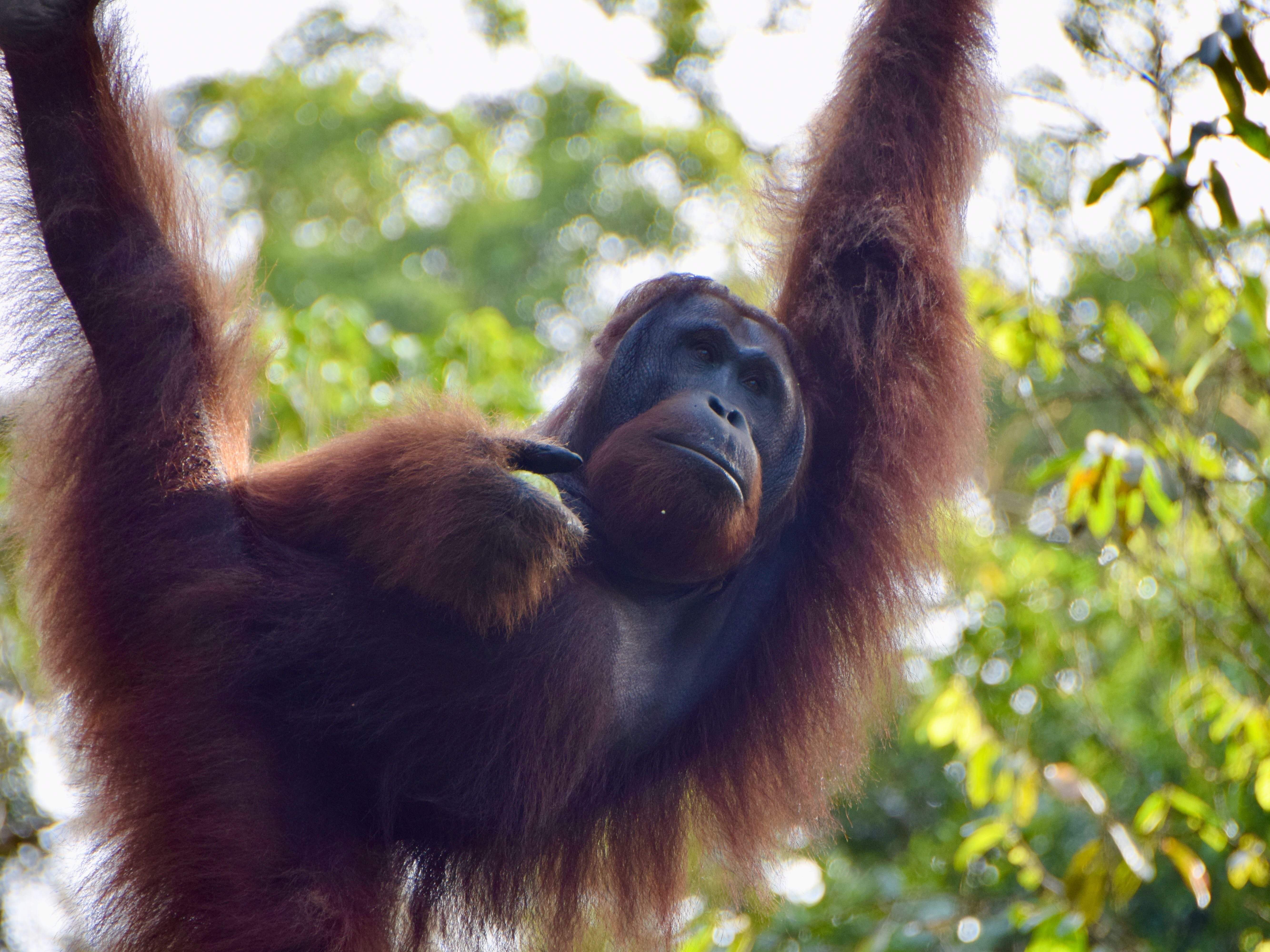 Malaysia Familienurlaub - Malaysia Familienreise - Orang-Utan