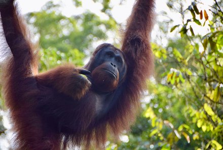 Malaysia mit Kindern - Malaysia Urlaub mit Kindern - Orang-Utan im Dschungel