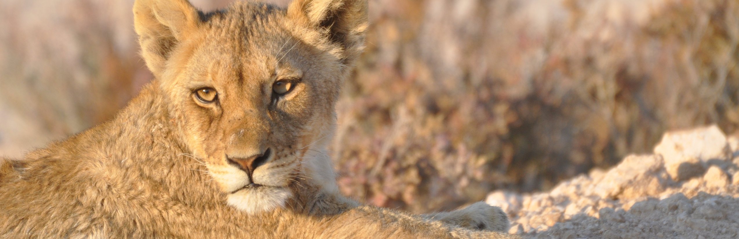 Namibia mit Kindern - Header Blog - Löwendame