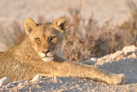 Namibia mit Jugendlichen - Löwe