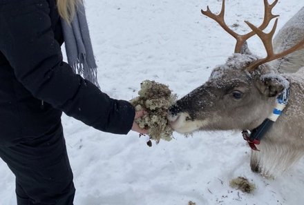 Finnland Familienurlaub - Finnland for family Winter - Kind füttert Rentier