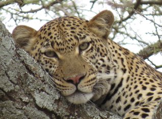 Familienreise_Tansania_Leopard