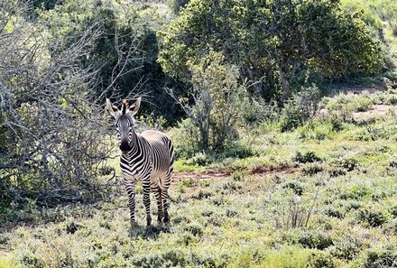 Garden Route mit Kindern individuell - Oudtshoorn - Buffelsdrift Game Lodge - Safari - Zebra