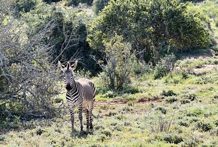 Familienreise Garden Route - Garden Route for family - Buffelsdrift Game Lodge - Pirschfahrt - Zebra