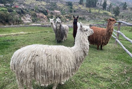 Peru Familienreise - Peru Teens on tour - Landschaft - Lamas - Colca Lodge