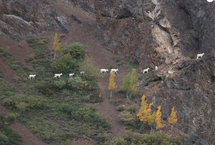 Familienurlaub Kanada - Kanada for family - Dallschafe am Sheepmountain