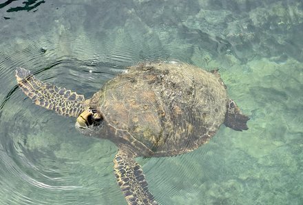 Familienreise Galapagos und Ecuador - Galapagos Family & Teens - Mit Meeresschildkröten schnorcheln