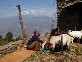 Nepal mit Kindern - Frau mit Ziege