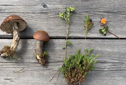 Schweden for family - Schweden Sommer - Pilze und Kräuter