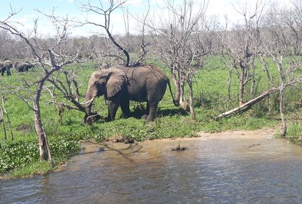 Uganda Individualreise - Uganda for family individuell - Elefanten am Kazinga Kanal in Uganda