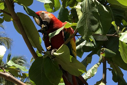 Costa Rica Familienreise - Costa Rica individuell - Papagei Ara