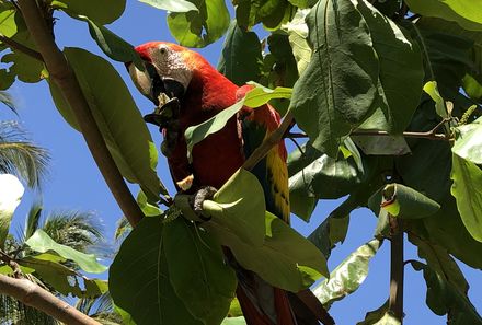 Costa Rica Familienreise - Costa Rica for family - Carara Nationalpark - Ara