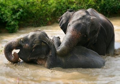 Thailand mit Kindern - Elefanten im Wasser