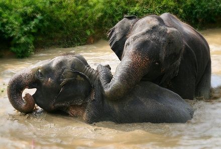 Thailand Familienreise - Khao Sok Nationalpark - Elephanten 