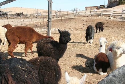 Israel Familienreise - Israel for family individuell - Alpacafarm