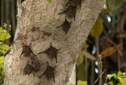 Familienurlaub Costa Rica - Costa Rica for family individuell - Fledermäuse am Baum