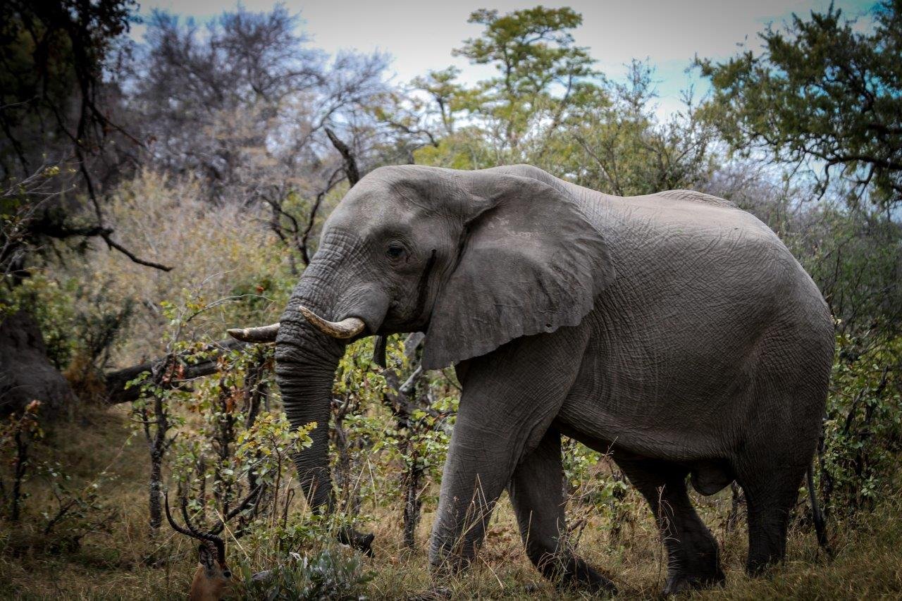 Botswana mit Kindern - Sehenswürdigkeiten in Botswana - Elefant