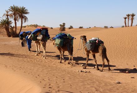 Marokko Familienurlaub - Kameltrekking mit Kindern