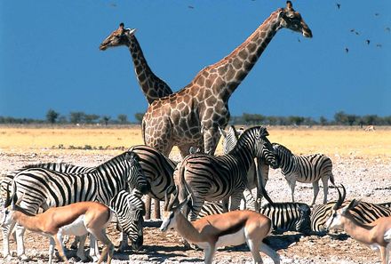 Namibia Familienreise - Tiere Etosha Nationalpark
