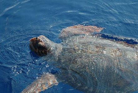 Sizilien Familienreise - Filcudi Meeresschildkröte