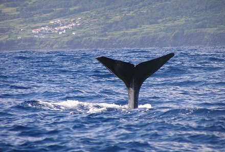 Azoren Family & Teens - Insel Pico - Wal im Wasser