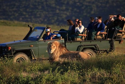 Familienreise Garden Route - Familiensafari zum Bestpreis - Safari Löwen