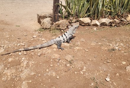 Mexiko Familienreise - Mexiko Family & Teens - Leguan bei Chichen Itza